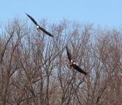 20140316 Eagle 005